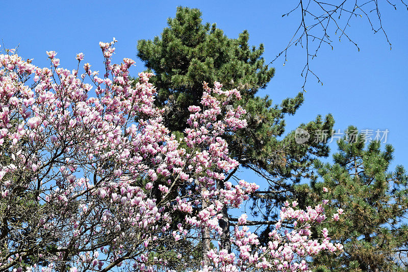 郁金香树的花和松树树的叶子