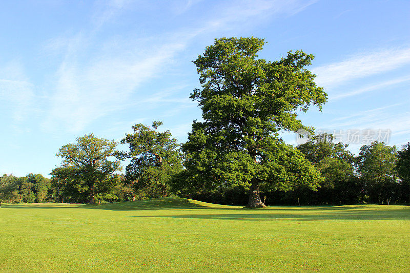标本英国橡树(栎属)在公园高尔夫球场
