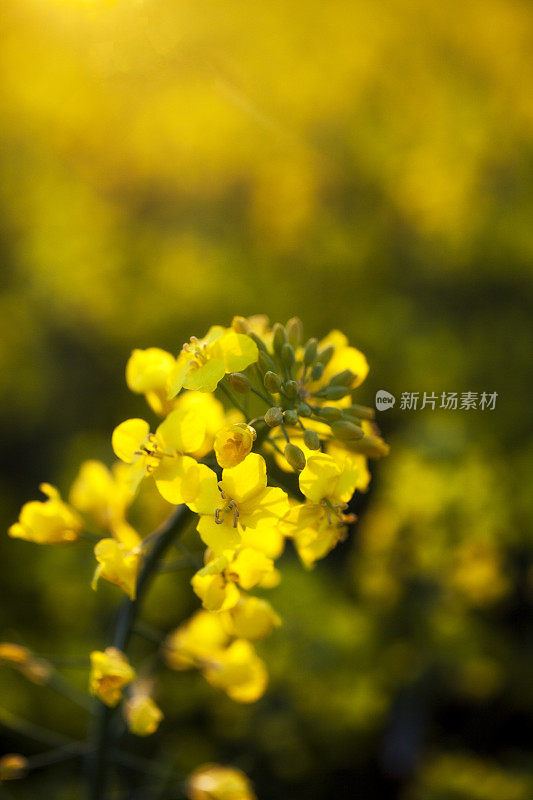 油菜花的特写