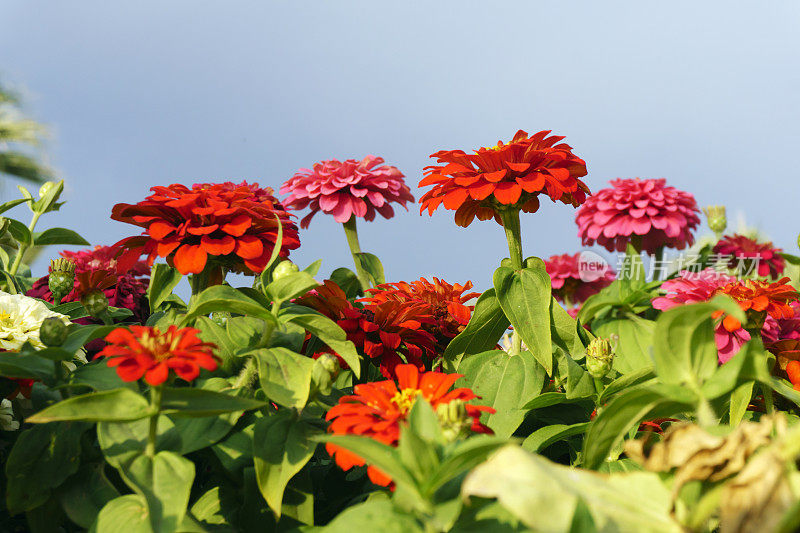 Zinnia花