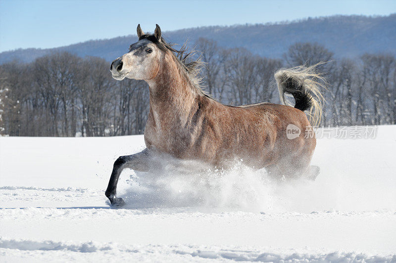马在深粉雪与山背景