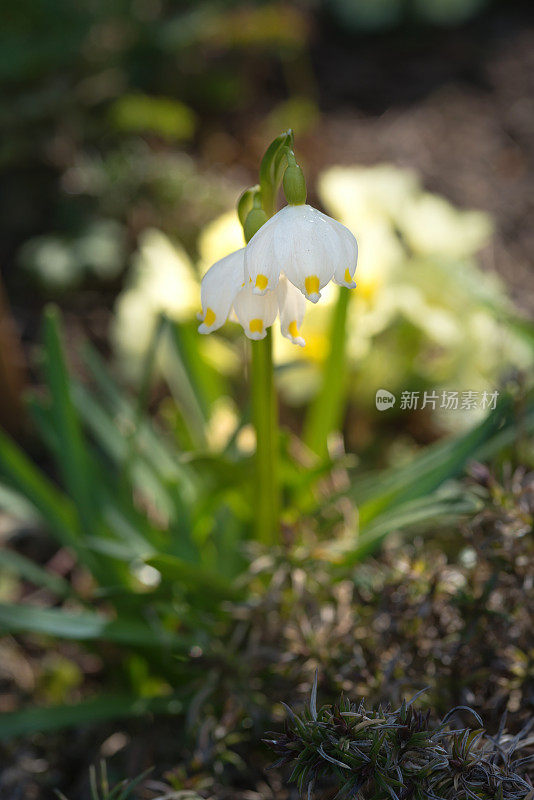 春天雪花花在花园里