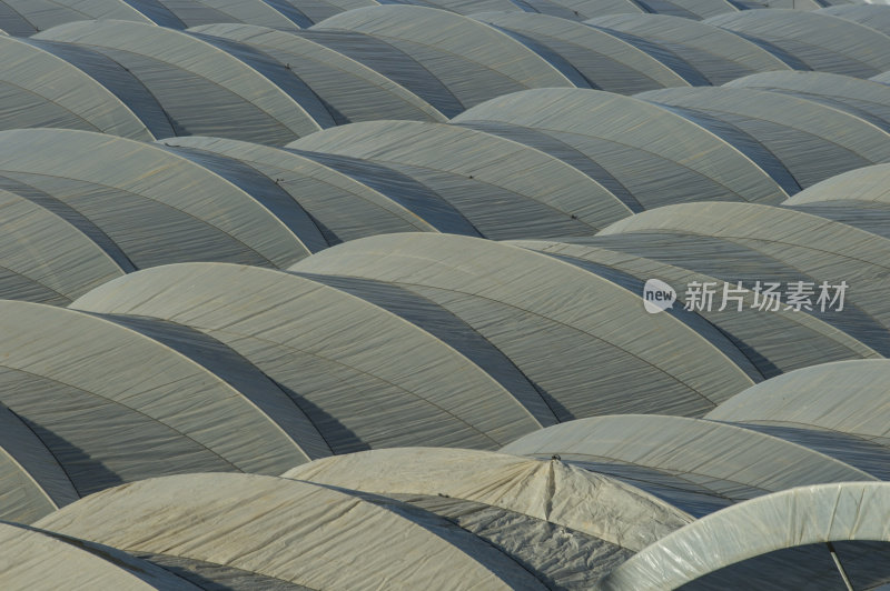 蓝莓植物上的白色树冠