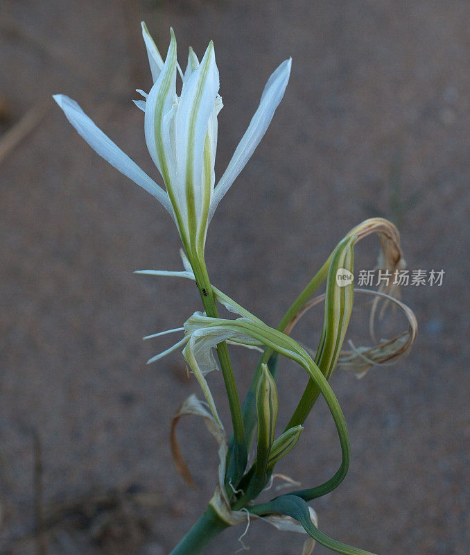 海水仙细节