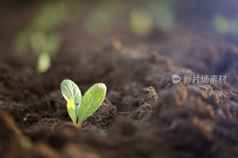 种植卷心菜幼苗特写