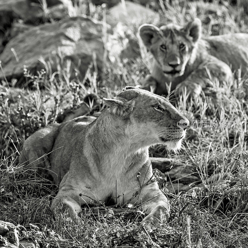母狮和幼狮