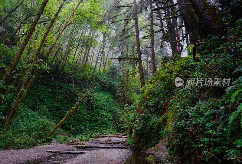 蕨类植物峡谷的场景