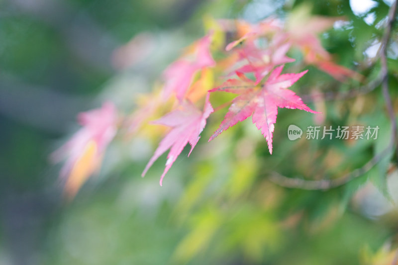 秋风中的日本枫