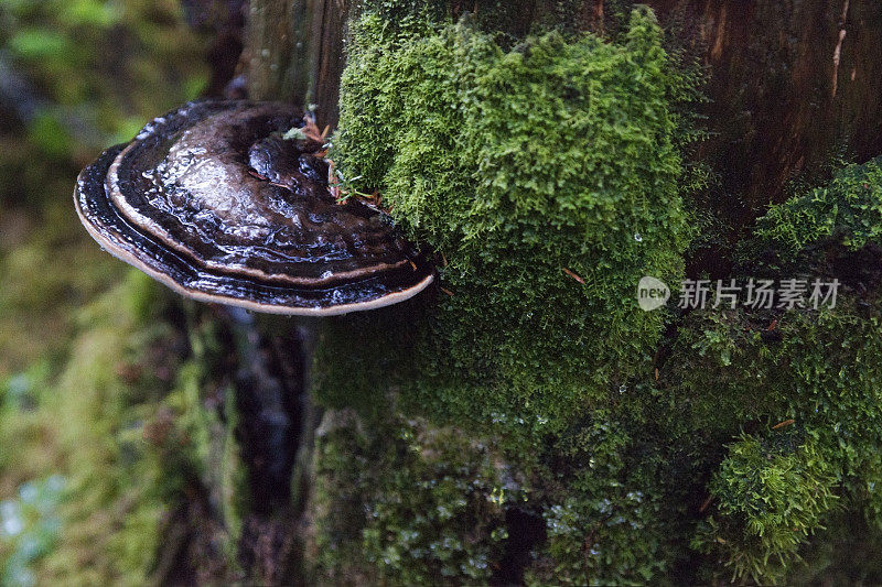 热带雨林中的真菌