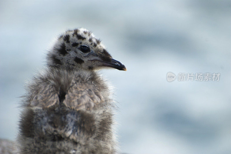 小海鸥