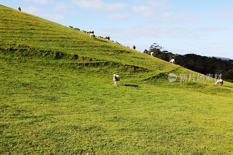 羊在青山上吃草