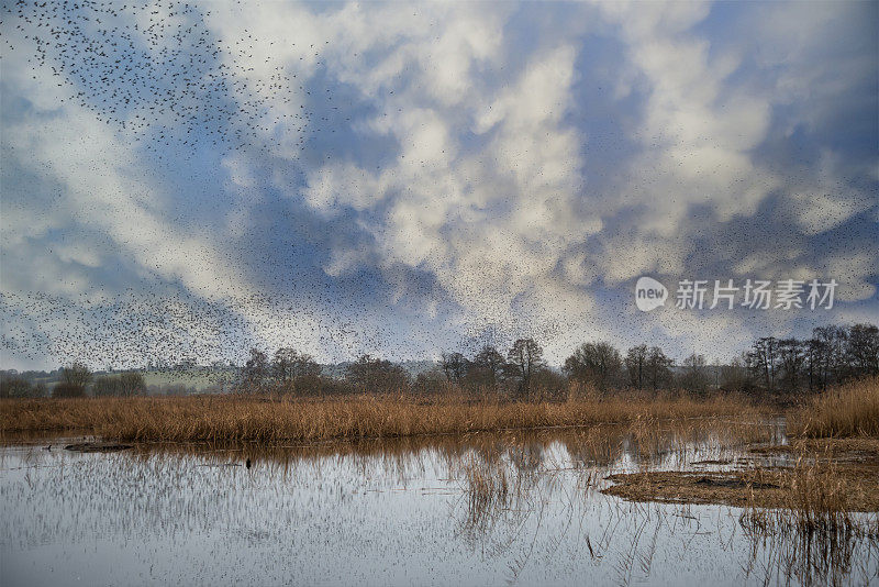 大量椋鸟在萨默塞特湿地湖景观上低语