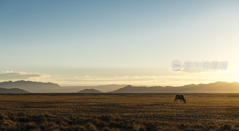 沙漠中孤独的羚羊(纳米比亚)