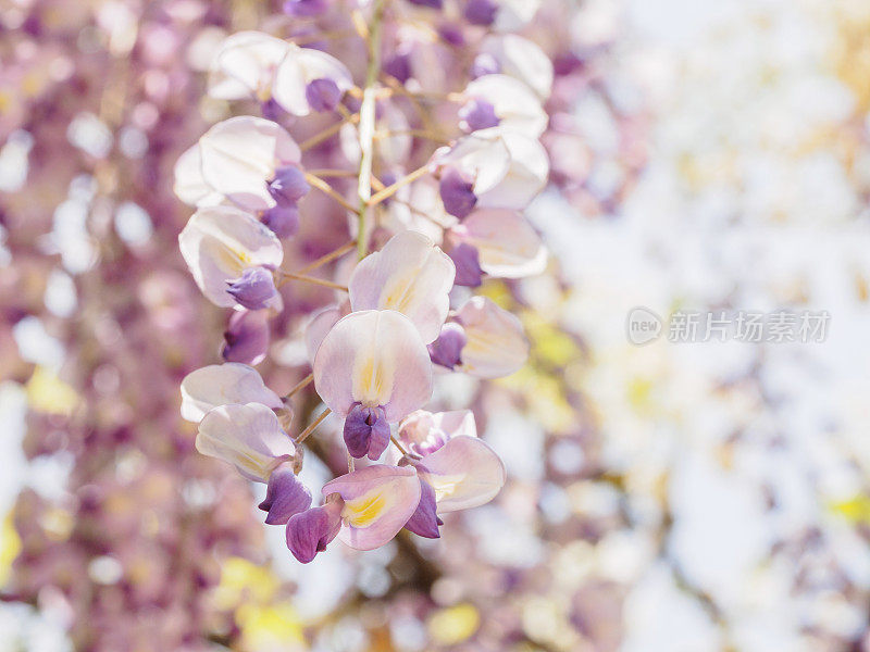 春花系列，紫藤花架园