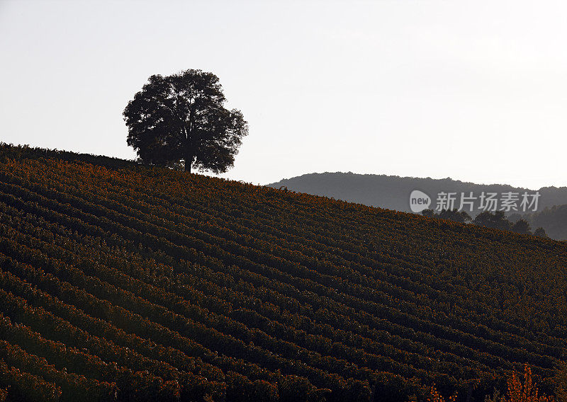 Wineyard。彩色图像