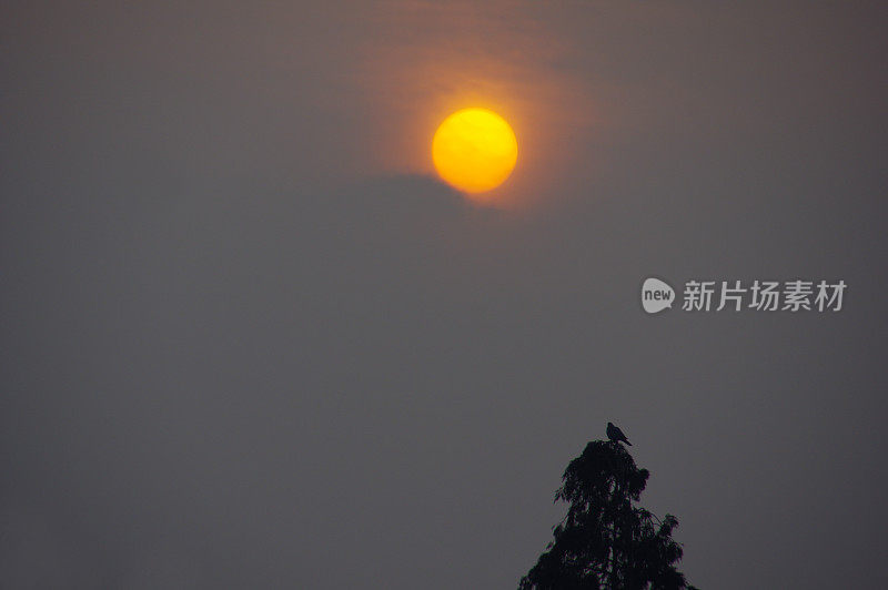 鸽子在树顶上