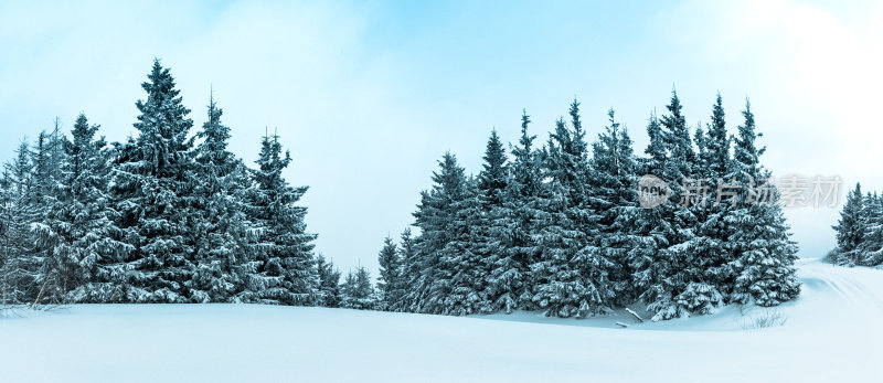 美丽的冬季景观和白雪覆盖的树木