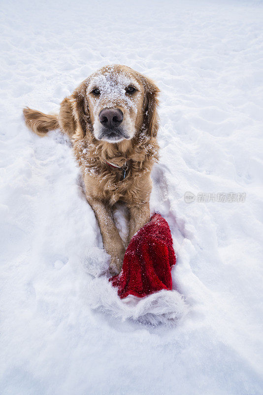 雪里戴着圣诞老人帽子的狗