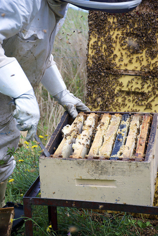 养蜂人使用蜂巢工具从蜂巢取回框架