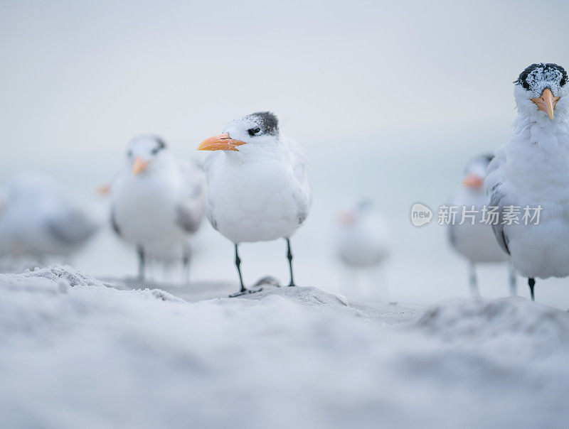 沿海的皇家燕鸥