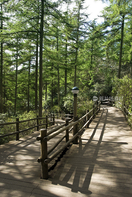 松林小路，春天