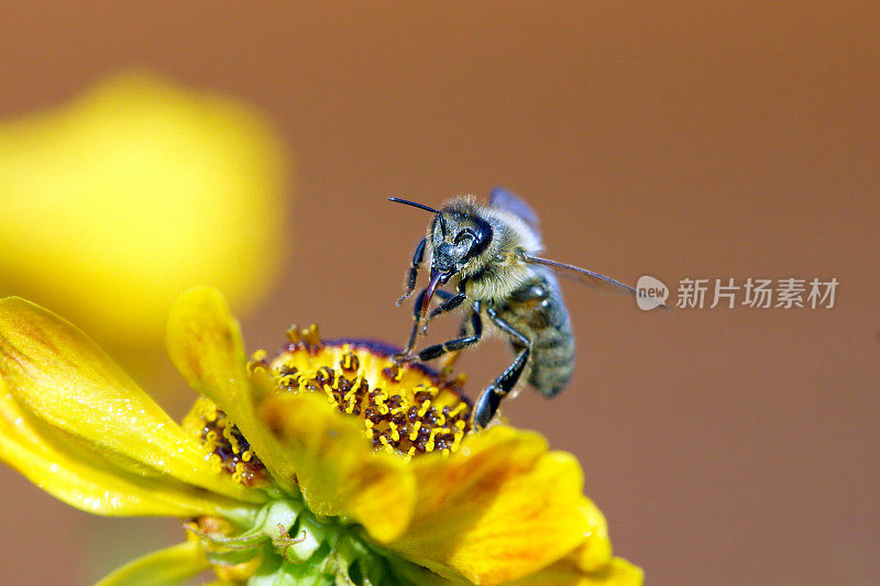 蜜蜂在黄色的氦花上