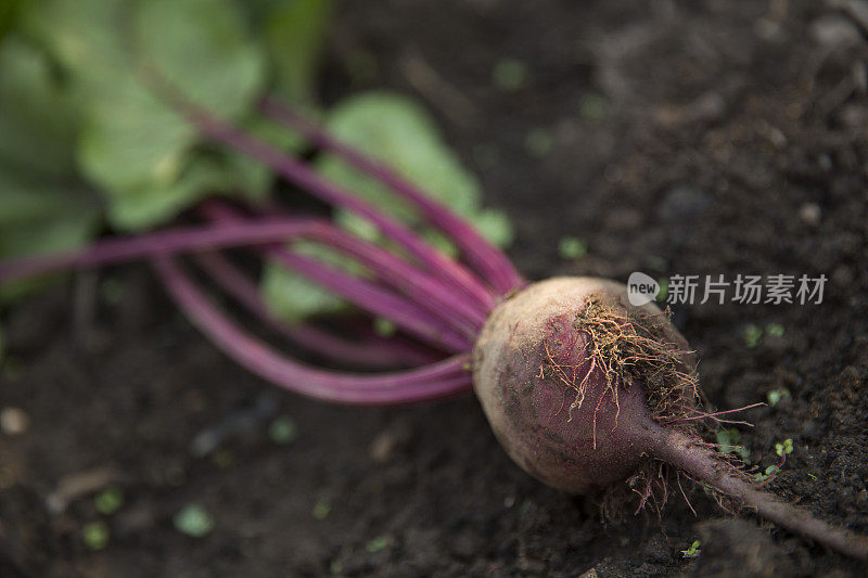 有机甜菜根