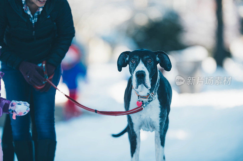 雪地里的大丹犬