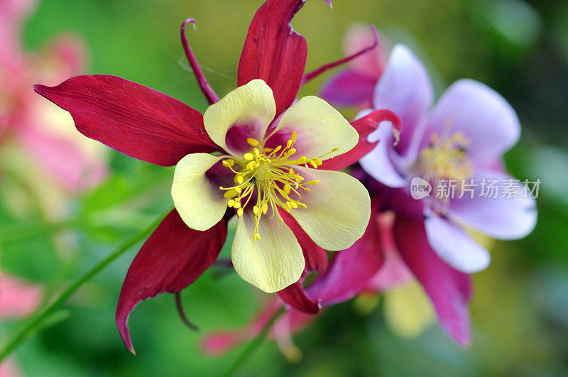 被称为奶奶的帽子和耧斗菜的夏季花(Aquilegia)