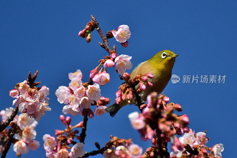 樱花和日本白眼睛