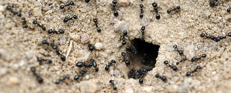 黑蚂蚁洞