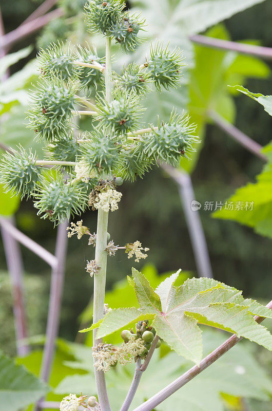 蓖麻油植物