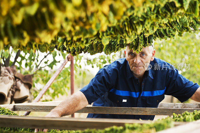 种植烟草的农民