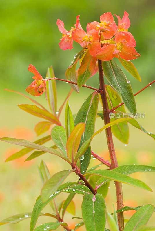 斯普尔格(大戟格里菲斯)萤火虫品种II