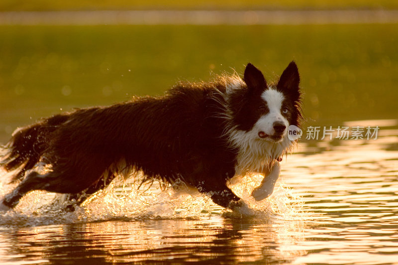 边境牧羊犬