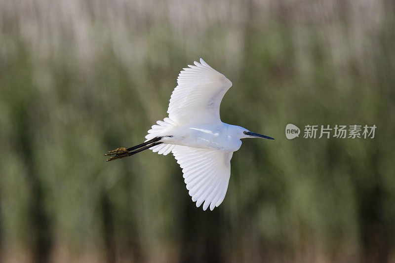 小白鹭(白鹭)