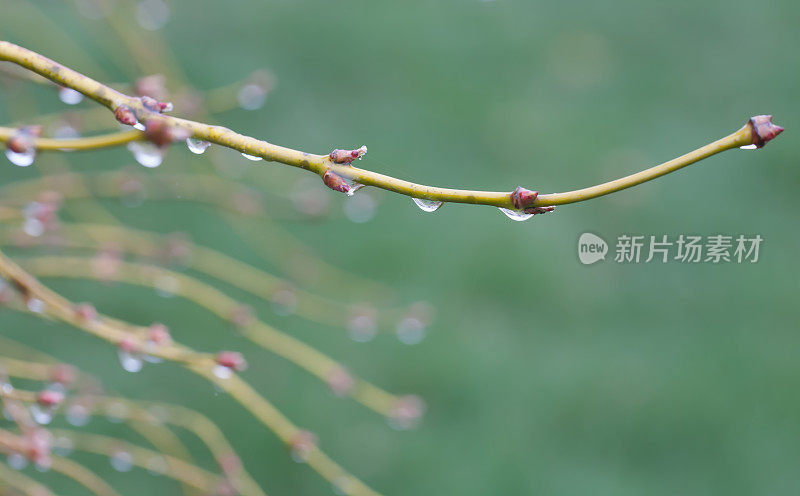 四月的雨