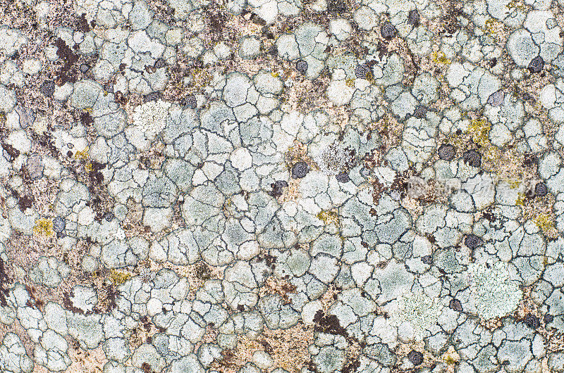 长满苔藓的有图案的石头