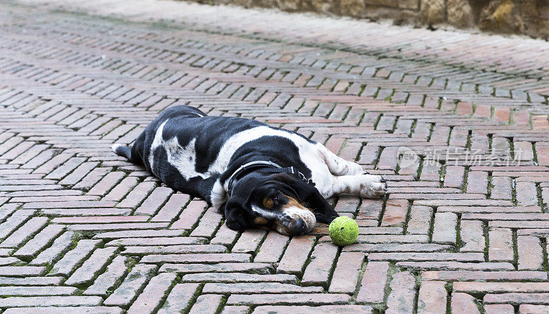 休息的巴塞特猎犬