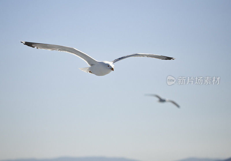 白色的海鸥在蓝天中飞翔