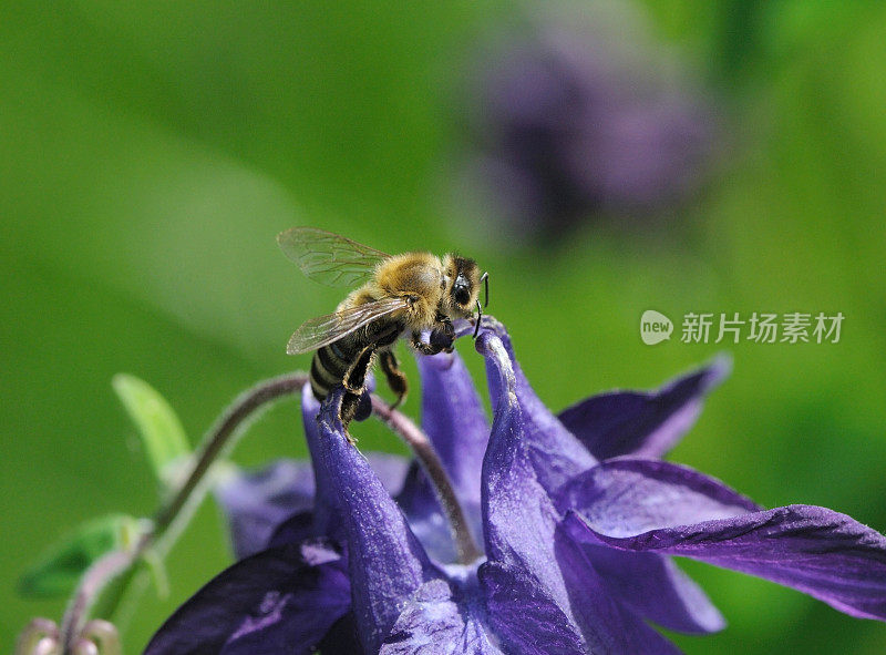 在哥伦拜恩吃蜜蜂