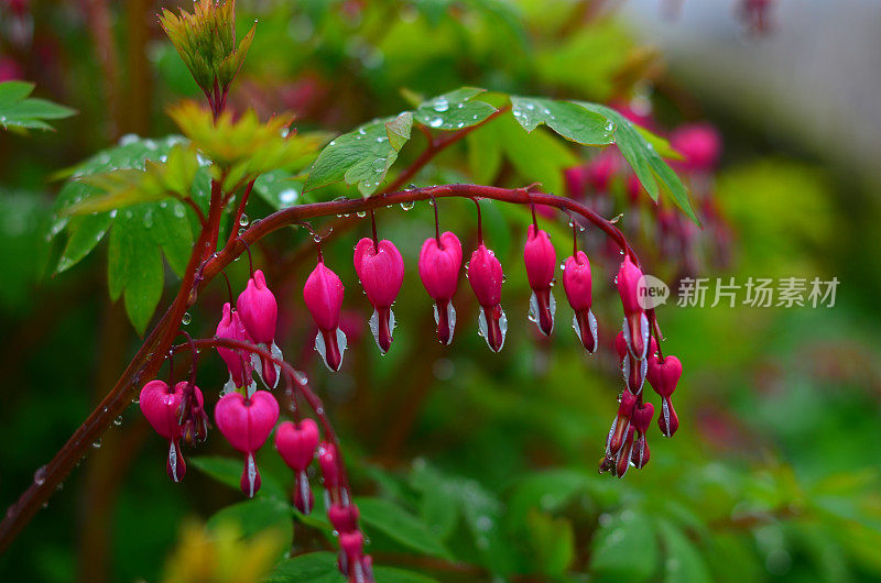 雨中流血的心