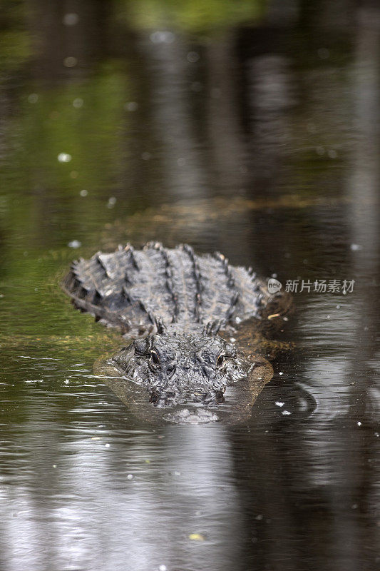 短吻鳄游向佛罗里达柏树国家保护区