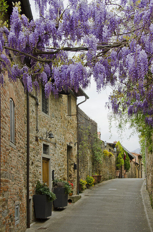 紫藤覆盖的街道上的芬奇，意大利