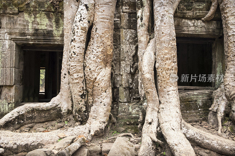 柬埔寨塔普罗姆寺的树根