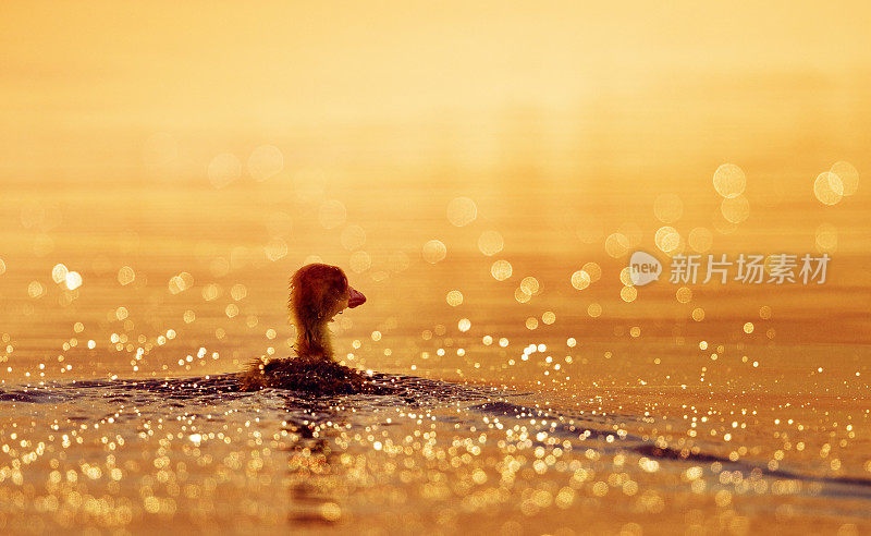小鸭子游泳