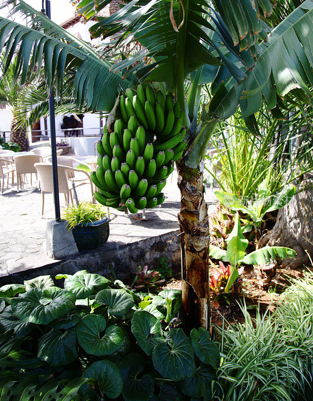 特内里费岛花园里的一棵香蕉树