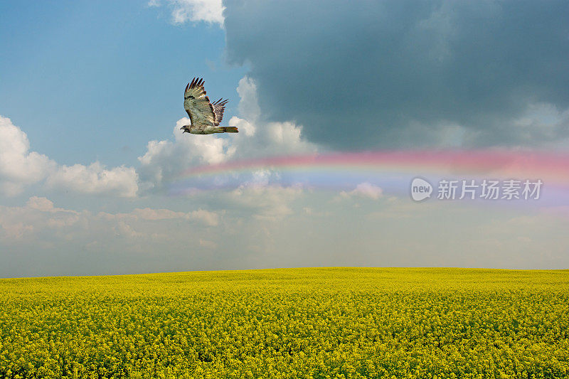 斯文森的鹰在彩虹中飞过菜籽田