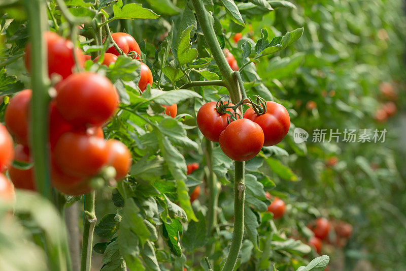 番茄长在藤上等待采摘