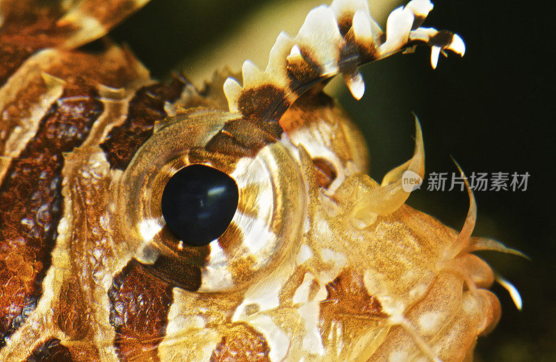 狮子鱼蝎子鱼头部特写游泳咸水黑暗背景